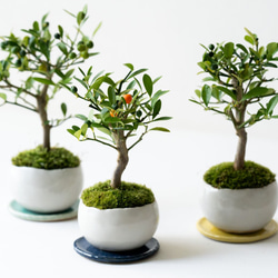 キンズ　金豆　[双幹木]　中品盆栽 b3b00499d582b513c0e0920aba7828