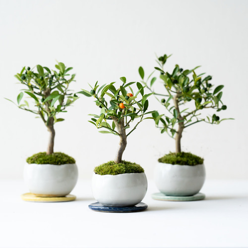 小品盆栽　金豆　キンズ 楽天市場】金豆 きんず キンズ ミニ盆栽 ギフト 癒し 植物 花が