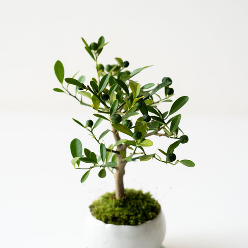 キンズ（金豆）｜2L｜白いうつわ 盆栽 Sekibokka 通販 15267992