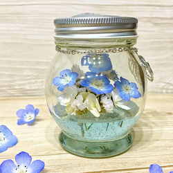 【本物のネモフィラ】お手頃価格ボトル 【Nemophila  hydrangea】 5枚目の画像