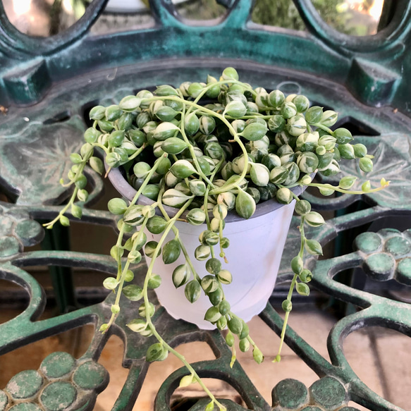 希少 鉢ごと発送！ 多肉植物 斑入り グリーンネックレス 子供服 PLANTS