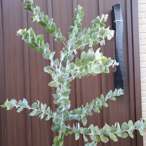 大きめ♪パールアカシア ホワイトテラコッタ鉢植え ミモザ 苗 大きめ♪パールアカシア ホワイトテラコッタ鉢植え ミモザ 苗