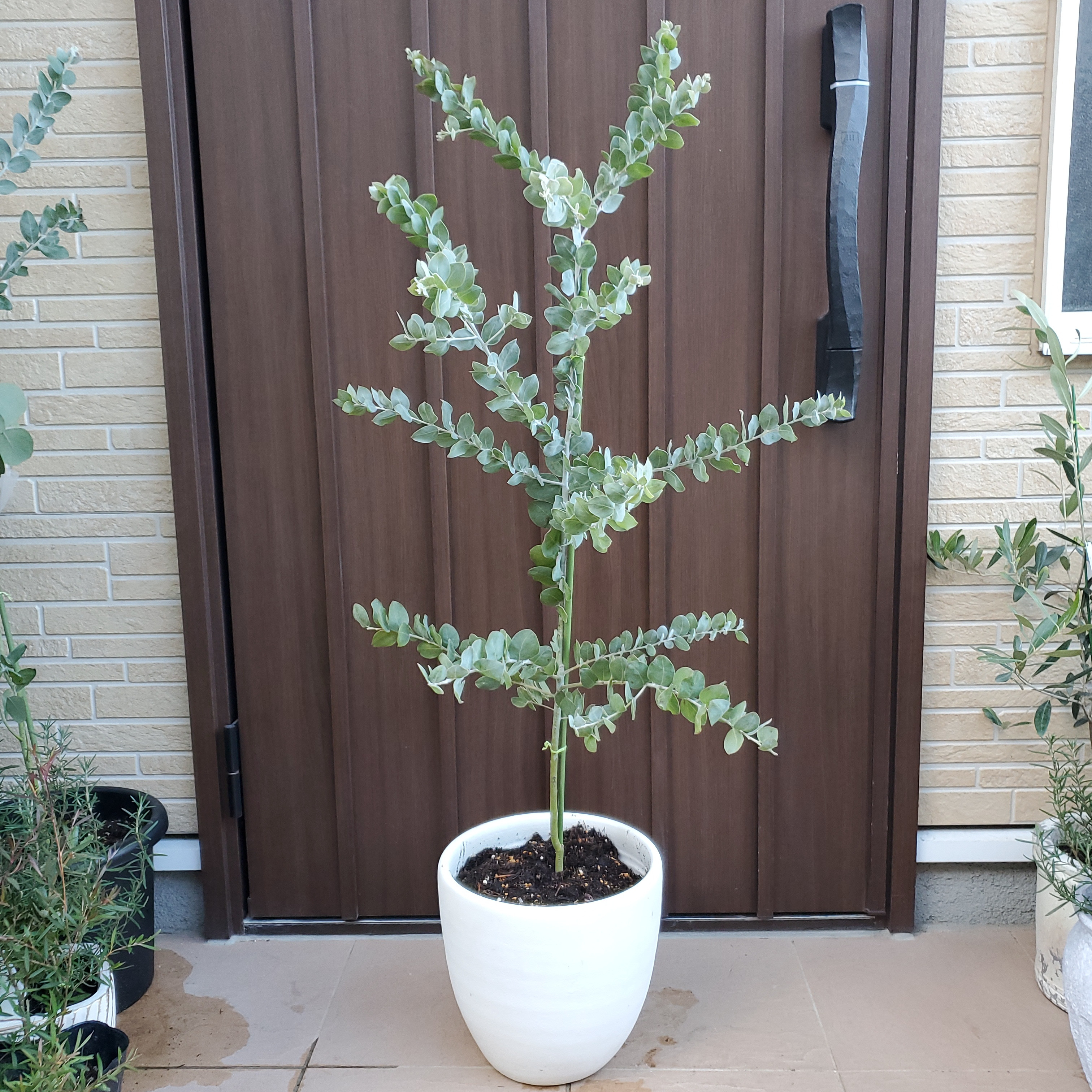 パールアカシア　鉢植え47　苗　ミモザ　オージープランツ
