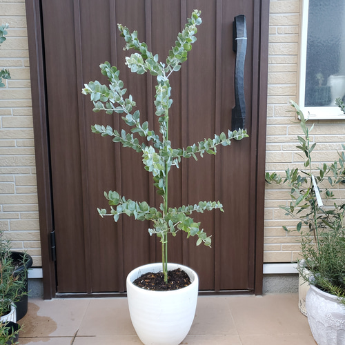 大きめ♪パールアカシア　テラコッタ鉢植え　苗木　シンボルツリー