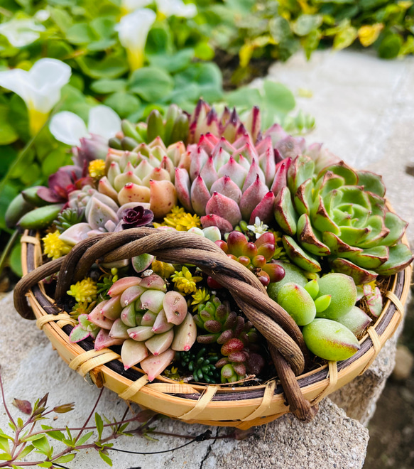そのまま飾れる多肉植物の寄せ植え カゴセット　管理書付 そのまま飾れる多肉植物寄せ植え 管理書付