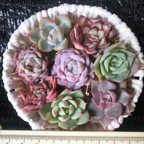 お買い得 多肉植物 エケベリア 人気品種入れ 8苗セット 多肉植物 愛