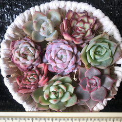 お買い得 多肉植物 エケベリア 人気品種入れ 8苗セット 多肉植物 愛