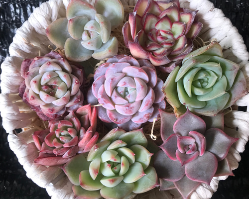 新入荷 8種類セット NT08×40苗 土付き 詰め合わせ 多肉植物 エケベリア