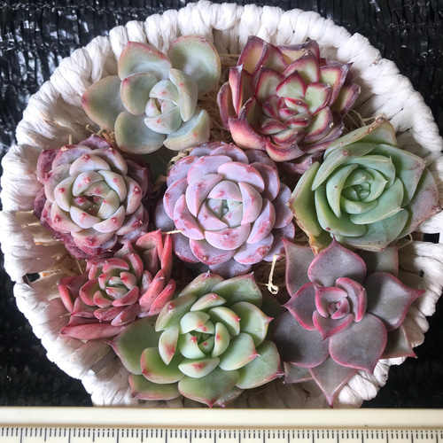 エケベリア多肉植物セット 楽天市場】新年限定記念セット 農園直売 寄せ植え エケベリア属