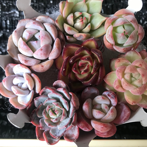 お得なエケベリア多肉植物おまかせ6ポットセット 多肉植物 Pure