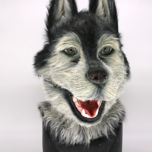 シベリアンハスキーお面（マスク）1体 完成品 その他アート omengumi