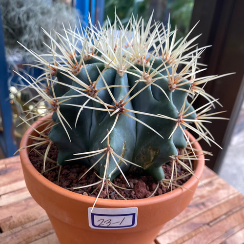 王冠竜　サボテン　引取限定 王冠竜 サボテン 引取限定 王冠竜（実生）