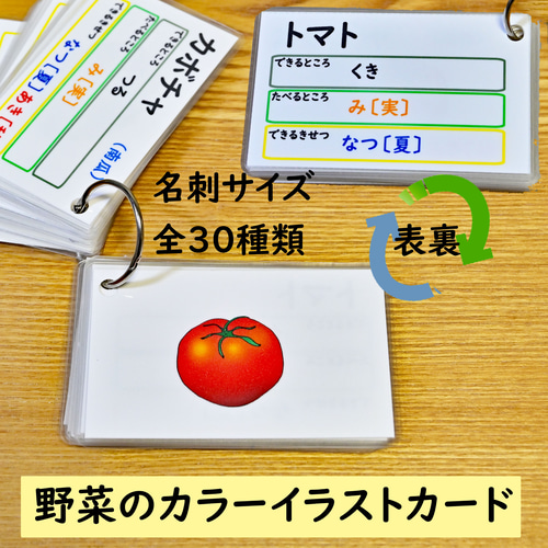 野菜のカラーイラストカード 野菜 きのこ 小学校受験にも おもちゃ