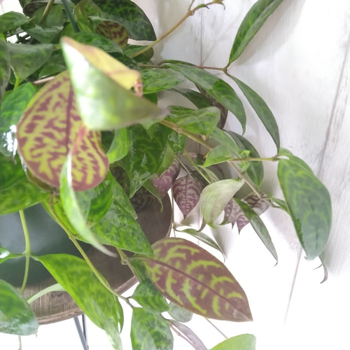 ［現品］90番　エスキナンサス　マルモラタス　5号　観葉植物　室内　吊り下げ ae83638e42642e236ef3269b849b8a