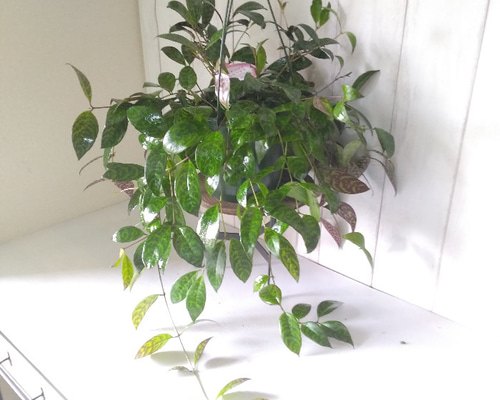 ［現品］90番　エスキナンサス　マルモラタス　5号　観葉植物　室内　吊り下げ 在庫］エスキナンサス マルモラタス 5号 観葉植物 室内 吊り下げ