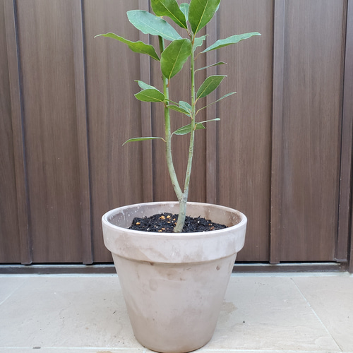 月桂樹 ローリエ 大きめ♪お洒落鉢植え 苗 シンボルツリー その他