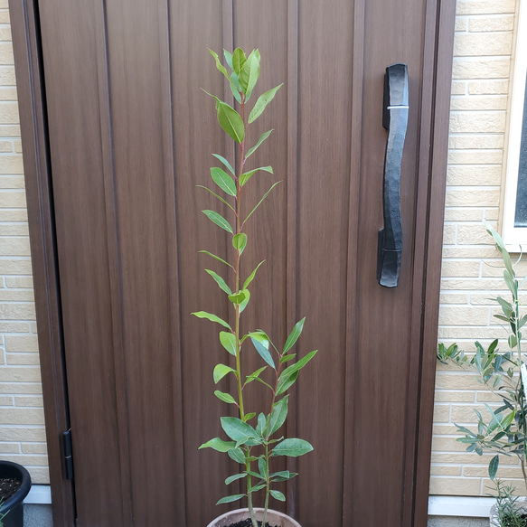 月桂樹　ローリエ　大きめ♪お洒落鉢植え　苗　シンボルツリー 5枚目の画像