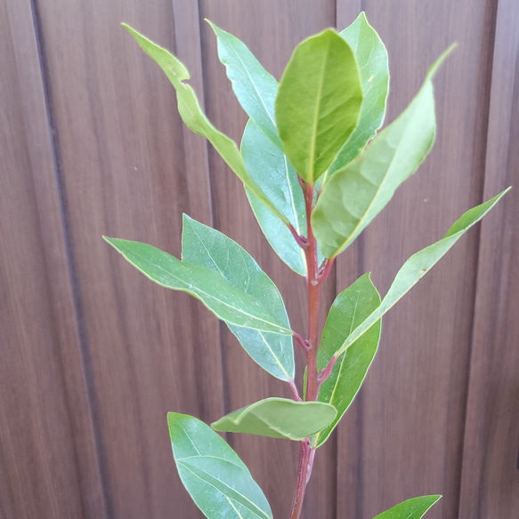 月桂樹　ローリエ　大きめ♪お洒落鉢植え　苗　シンボルツリー 2枚目の画像