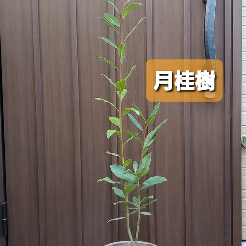 月桂樹苗／苗木　平和のシンボルツリー　樹高120センチ 鉢植え　撮影品のお届け 月桂樹苗／苗木 平和のシンボルツリー 樹高120センチ 鉢植え