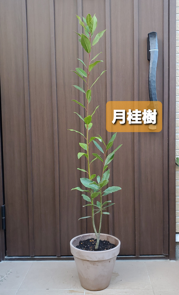 月桂樹　ローリエ　大きめ♪お洒落鉢植え　苗　シンボルツリー 1枚目の画像