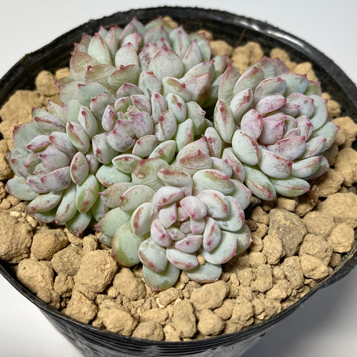 SOLD ロビン① 群生 厳選韓国苗 名前付き 多肉植物 〜Green〜多肉畑