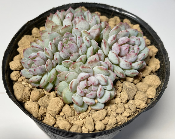 SOLD ロビン① 群生 厳選韓国苗 名前付き 多肉植物 〜Green〜多肉畑