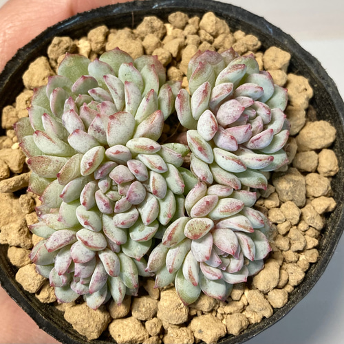 SOLD ロビン① 群生 厳選韓国苗 名前付き 多肉植物 〜Green〜多肉畑