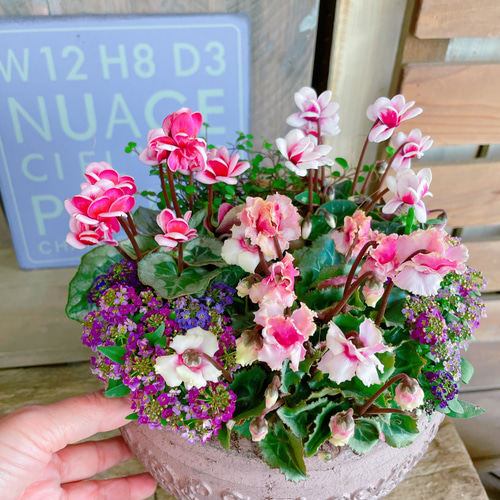 現品！陶器入り♡フェアリーピコ【かわいいシクラメン寄せ植え】素敵な