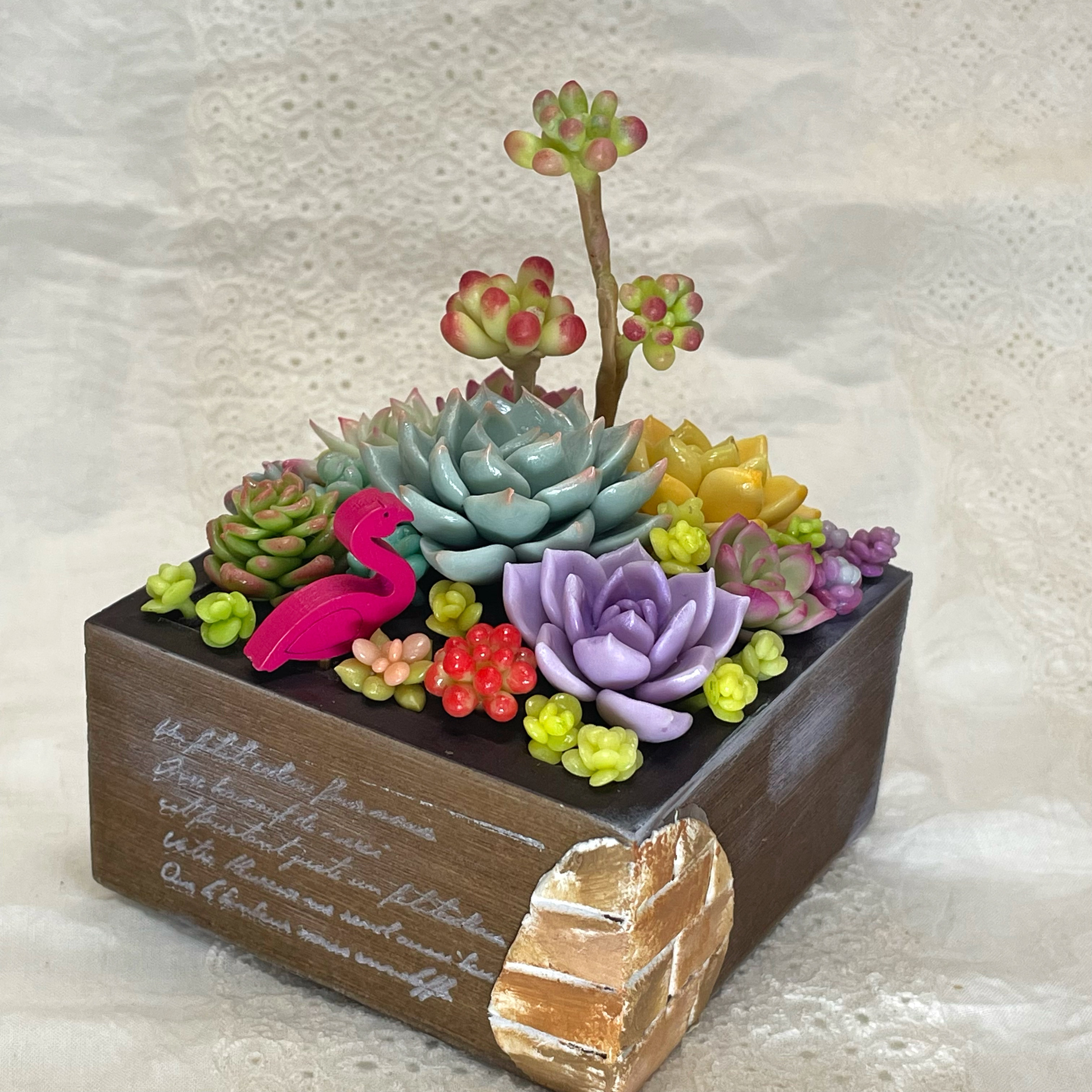 多肉植物 ぷくぷく♡小苗セット パキフィツム、パキベリアセット6種 多肉植物のセット ぷくぷく