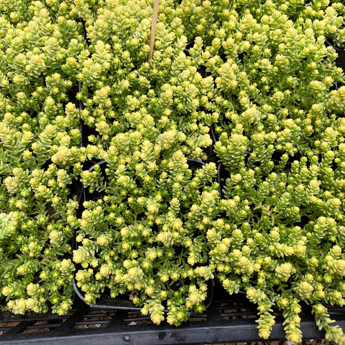 多肉植物　セダム　アクレアウレウム　カット 楽天市場】多肉植物 セダム アクレ アウレウム エレガンス 6cm