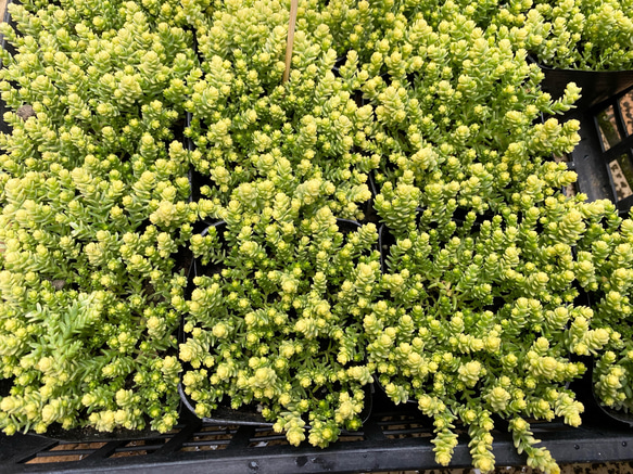 アクレアウレウム　多肉植物　セダム 2枚目の画像