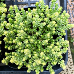 アクレアウレウム　多肉植物　セダム 1枚目の画像