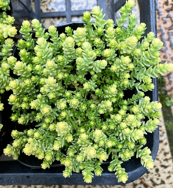 アクレアウレウム　多肉植物　セダム 1枚目の画像