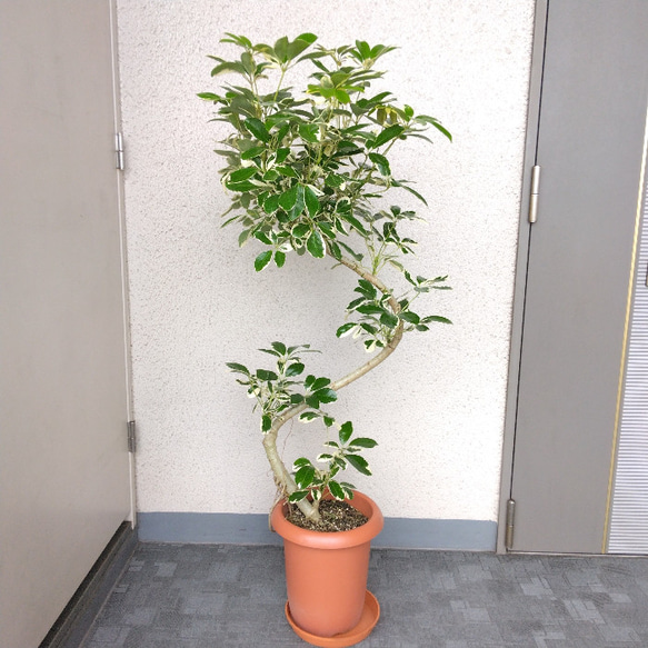 観葉植物 カポック（シェフレラ） 10号 ノーマル リブバスケット
