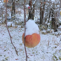 冠雪りんごのジャム！雪が降るまでじっくり育てたりんごで作りました！ 2枚目の画像