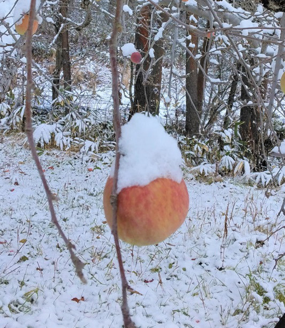 冠雪りんごのジャム！雪が降るまでじっくり育てたりんごで作りました！ 2枚目の画像