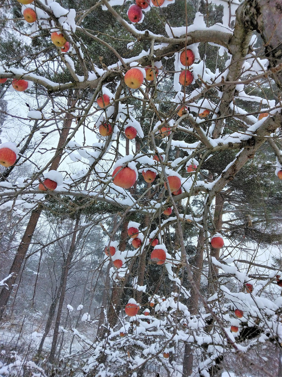 冠雪りんごのジャム！雪が降るまでじっくり育てたりんごで作りました！ 4枚目の画像