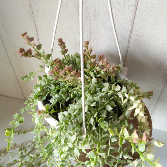 【現品】希少　ディスキディア　ミリオンハート　斑入り　ボリュームの5号鉢　観葉植物　育てやすい　インテリアグリーン　 3枚目の画像