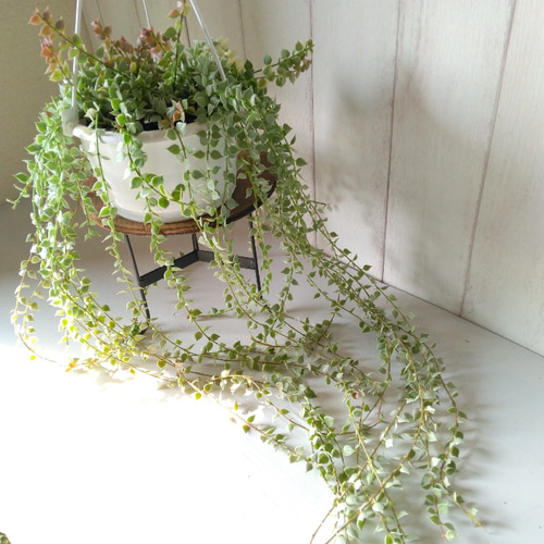 現品】希少 ディスキディア ミリオンハート 斑入り ボリュームの5号鉢