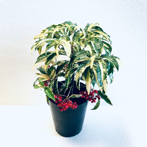 万両 斑入り 大実 流通量の少ない希少種 縁起の良い植物 プラ鉢 6号 美