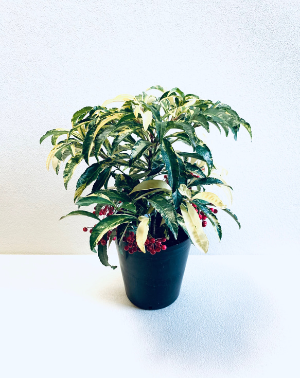 万両 福包 斑入り 9点セット❗2株植え❗変わり葉❗