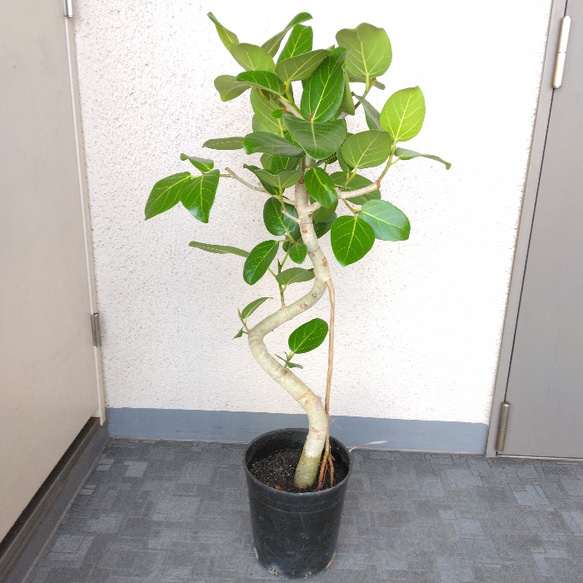 現品］100番 フィカス ベンガレンシス 曲がり 観葉植物 室内 ゴムの木