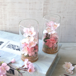 Creema限定 2個セット ガラスボトルの中のお花見(桜) 1枚目の画像