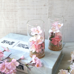 Creema限定 2個セット ガラスボトルの中のお花見(桜) 3枚目の画像