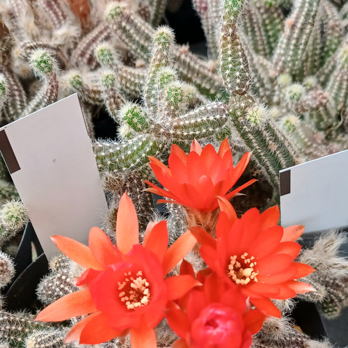 サボテン白檀♡花サボテン♡このまま鉢ごと発送 多肉植物 taniku