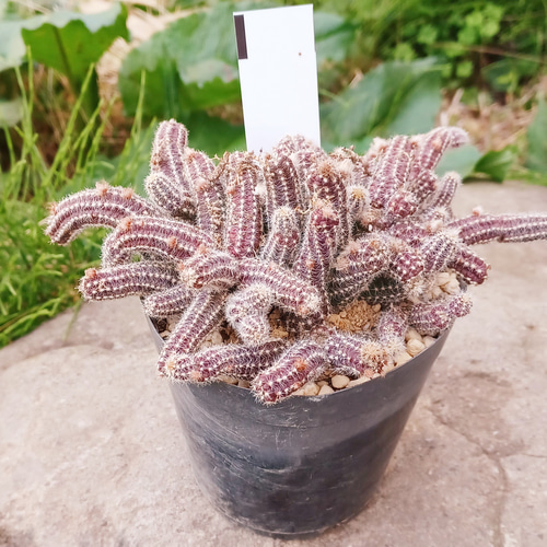 サボテン白檀♡花サボテン♡このまま鉢ごと発送 多肉植物 taniku サボテン白檀♡花サボテン♡このまま鉢ごと発送 多肉植物 taniku