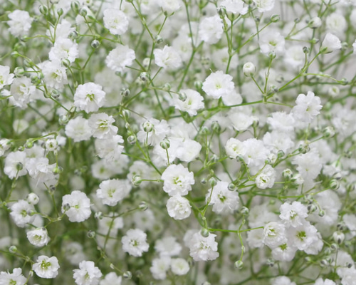 4b5e98b03fed1c8e941d8fff39ff46