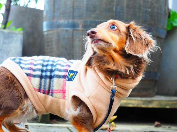 犬服　ダックスちゃんの背中切り替えハイネックタンクトップ　ベージュ×チェック 10枚目の画像