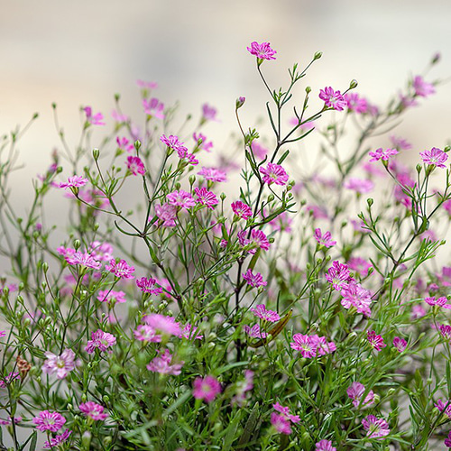 かすみ草　オールドローズ　ドライフラワー　No.290 157544545_o2.jpg?
