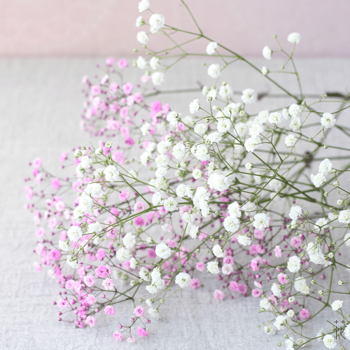 かすみ草　オールドローズ　ドライフラワー　No.290 Amazon | バラとかすみ草のドライフラワー | ノーブランド品 | ドライ